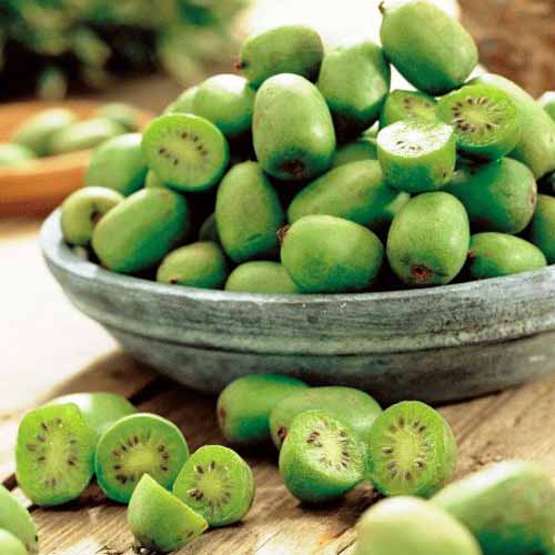 Mini-kiwi (actinidia) imagine 1 articol 8423