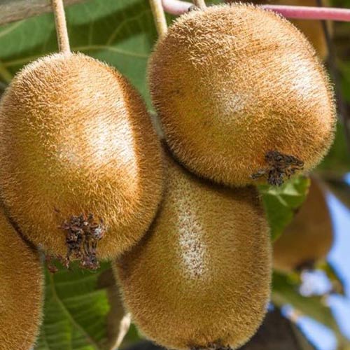 Mini kiwi (aktinidia) Hayward interface.image 1 interface.art 9317