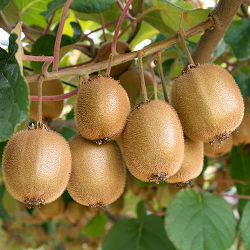 Mini kiwi (aktinidia) Jenny, P9 interface.image 1 interface.art 9239