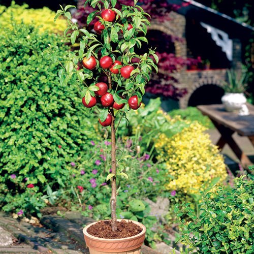 Mini-Nectarin Rubis imagine 1 articol 7132