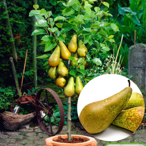 Mini-Păr Garden Pear imagine 1 articol 7131