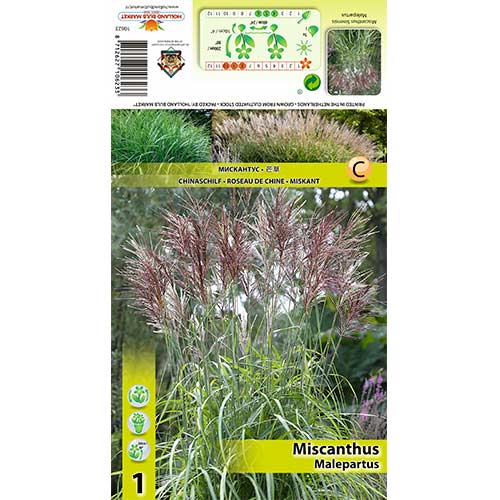 Stuf chinezesc (Miscanthus) Malepartus imagine 1 articol 70443