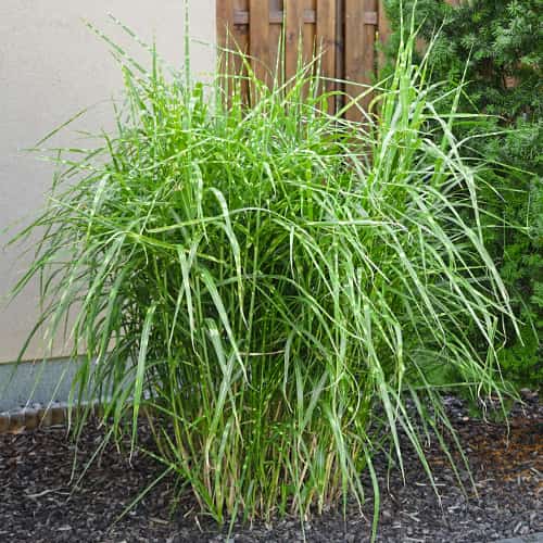 Miscanthus sinensis Strictus Dwarf, С2 изображение 1 артикул 7793