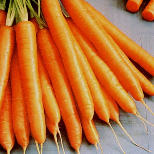 Morcovi Amsterdam imagine 1 articol 66611