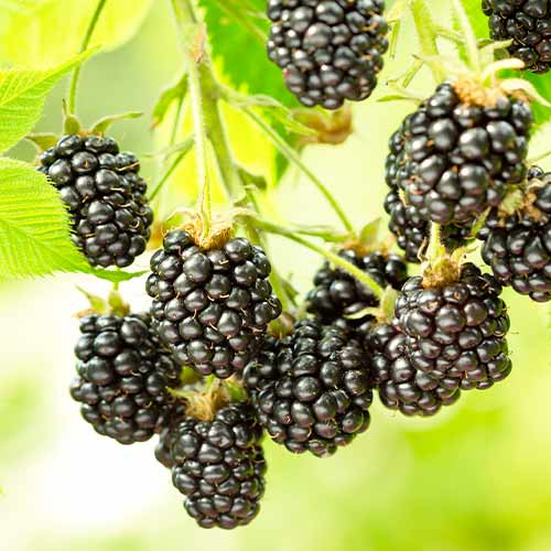 Mur Black Satin, Р9 imagine 1 articol 7692