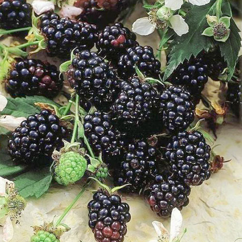 Mur Evergreen imagine 1 articol 7048