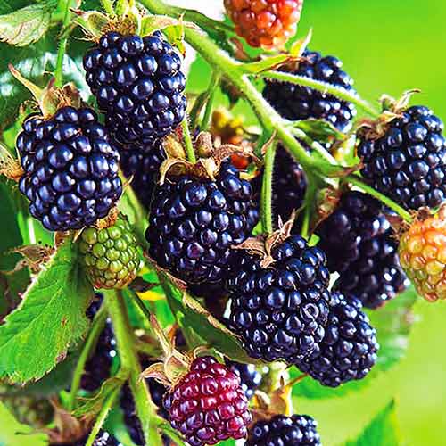 Mur fără spini Arapaho imagine 1 articol 7605