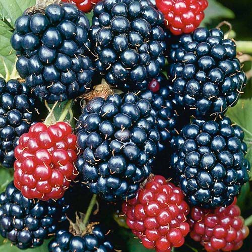 Mur Gazda imagine 1 articol 7049