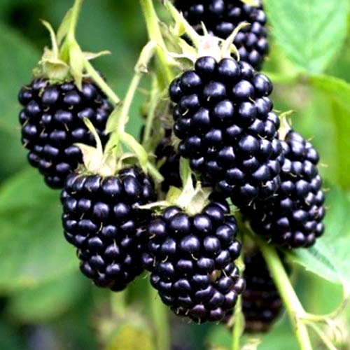 Mur fără spini Merton ThornLess imagine 1 articol 4974_1