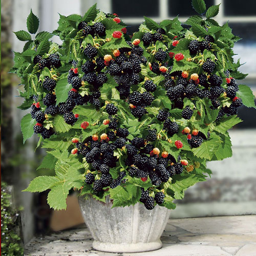 Mur Pitic imagine 1 articol 7694