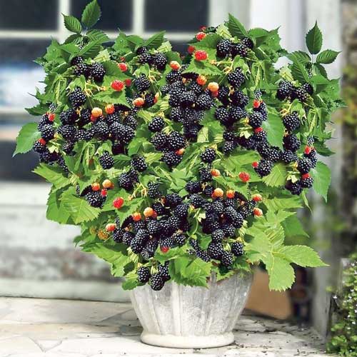 Mur Purple Opal imagine 1 articol 7614