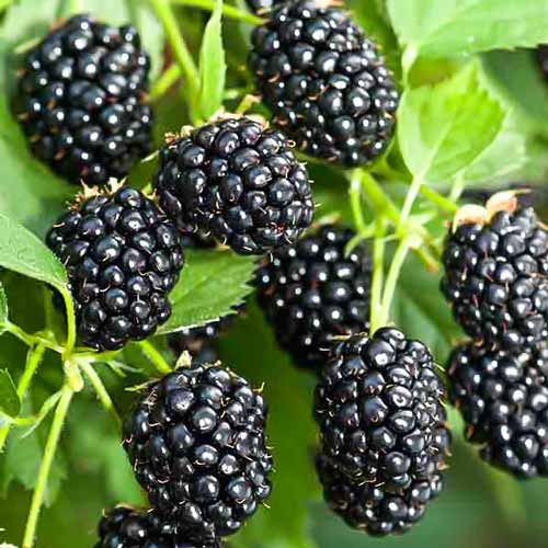 Mur Reuben imagine 1 articol 7507