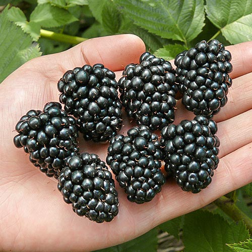 Mur Thornfree imagine 1 articol 7695