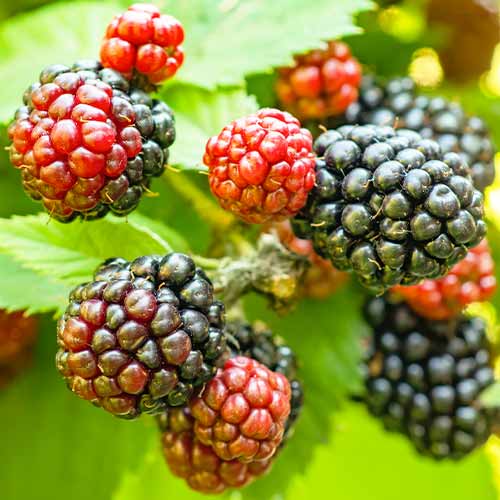 Mur Tricolor imagine 1 articol 5835