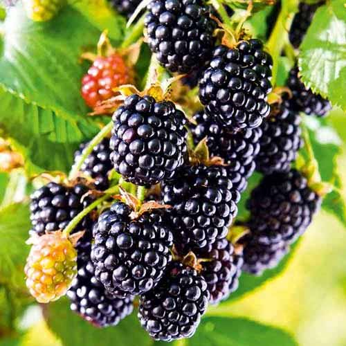 Mur Black Satin imagine 1 articol 8017