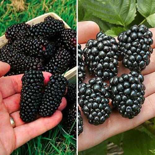 Ofertă specială! Mure Duet, set de 2 soiuri imagine 1 articol 4914