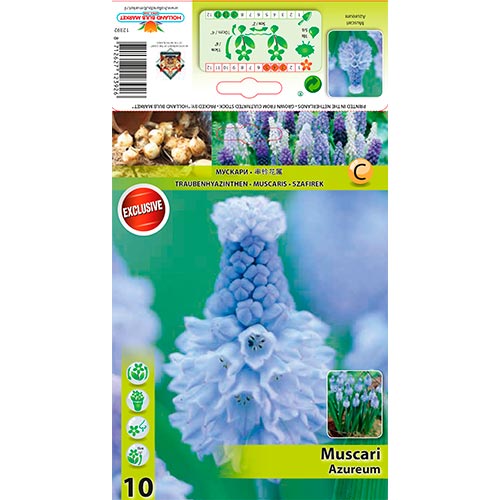 Muscari Azureum imagine 1 articol 67635