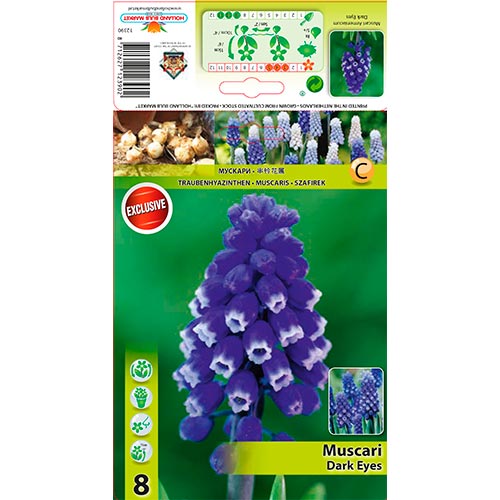 Muscari Dark Eyes imagine 1 articol 67401