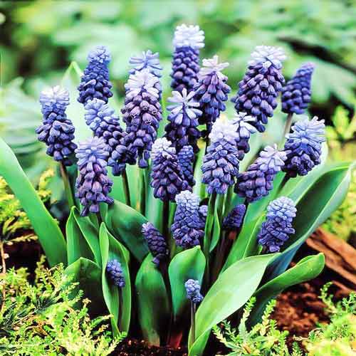 Muscari Latifolium imagine 1 articol 67403