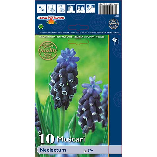 Muscari Neclectum imagine 1 articol 70235