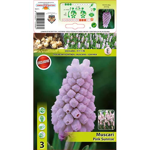 Muscari Pink Sunrise imagine 1 articol 67406