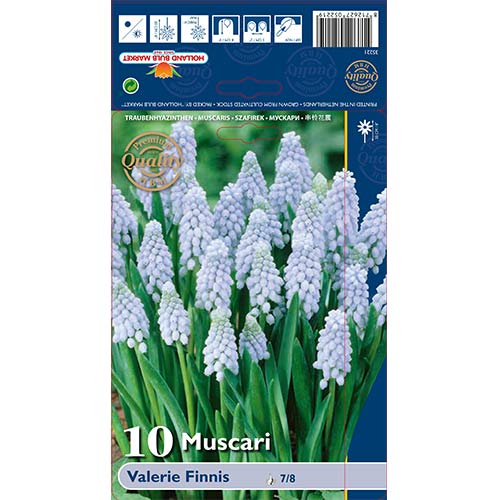 Muscari Valerie Finnis imagine 1 articol 67638