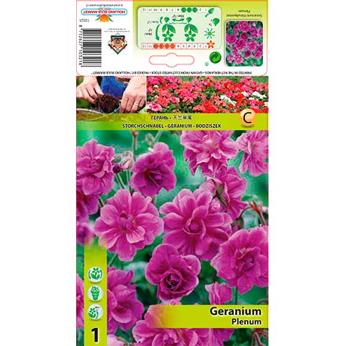 Mușcată englezească (Geranium) Plenum imagine 1 articol 76241