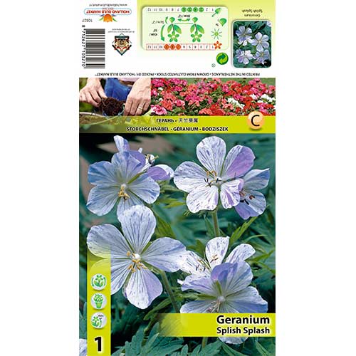 Mușcată englezească (Geranium) Splish Splash imagine 1 articol 70392