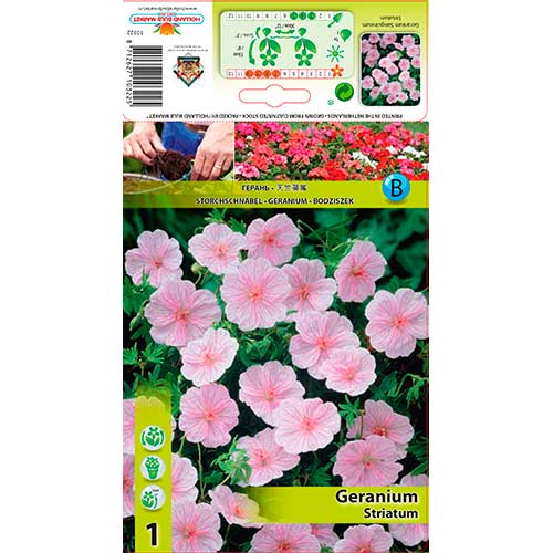 Mușcată englezească (Geranium) Striatum imagine 1 articol 76584