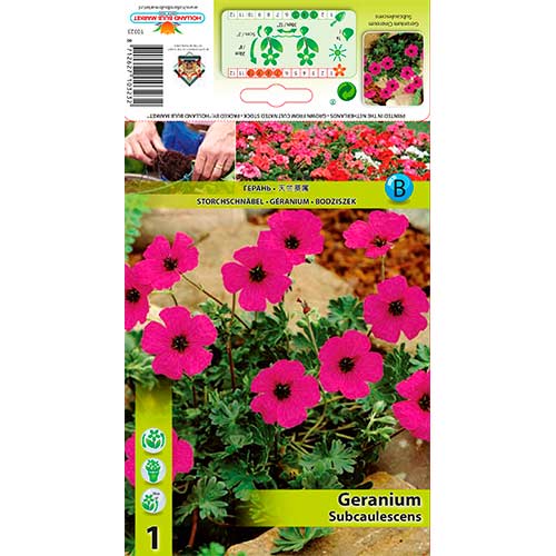 Mușcată englezească (Geranium) Subcaulescens imagine 1 articol 70393
