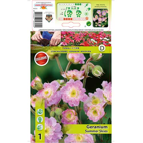 Mușcată englezească (Geranium) Summer Skies imagine 1 articol 76242