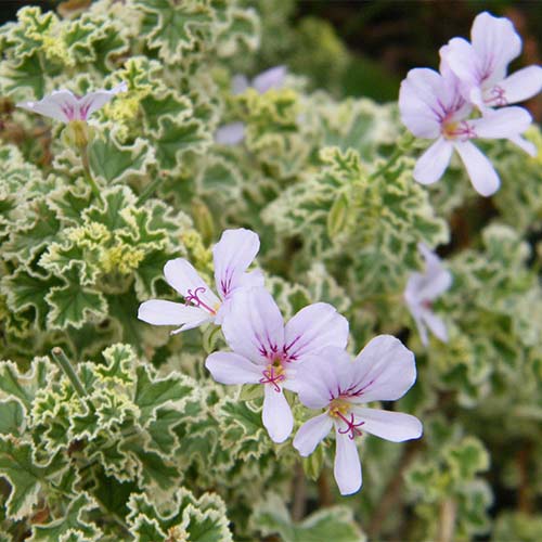 Mușcată englezească (Geranium) Variegatum imagine 1 articol 01327