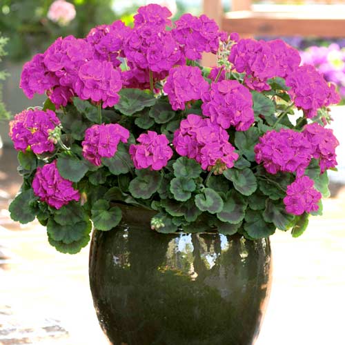 Mușcată Gama F1, violet imagine 1 articol 66835