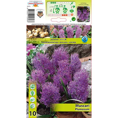 Мускари Plumosum изображение 1 артикул 70278