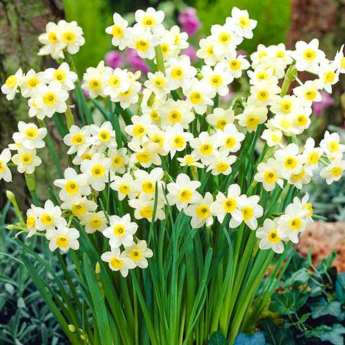 Narcise Avalanche imagine 2 articol 67634