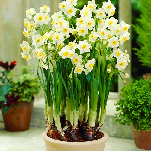 Narcise Avalanche imagine 3 articol 67634