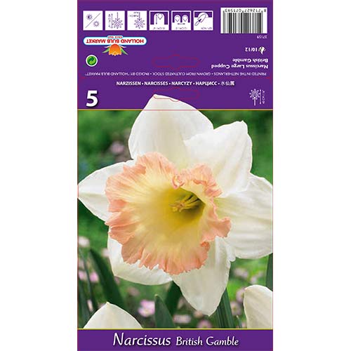 Narcise British Gamble imagine 1 articol 67642