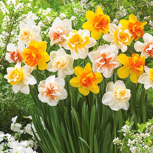 Narcise double mix imagine 1 articol 67669