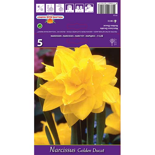 Narcise Golden Ducat imagine 1 articol 68096