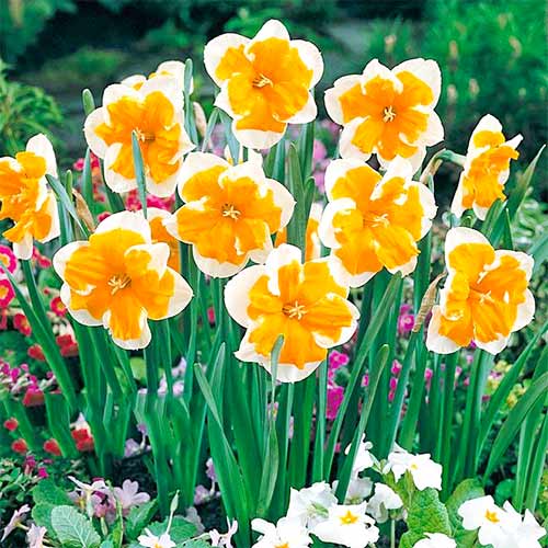 Narcise Orangery imagine 1 articol 67653