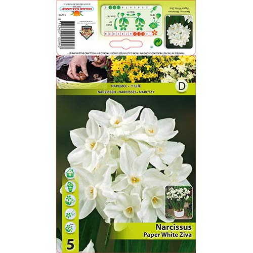 Narcise Paper White Ziva imagine 1 articol 70284