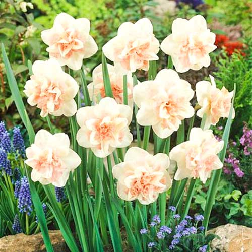 Narcise Rosy Cloud imagine 1 articol 67427