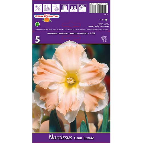 Нарцис Cum Laude изображение 1 артикул 68098