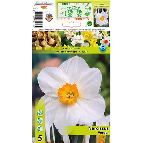 Нарцис Verger изображение 1 артикул 70279