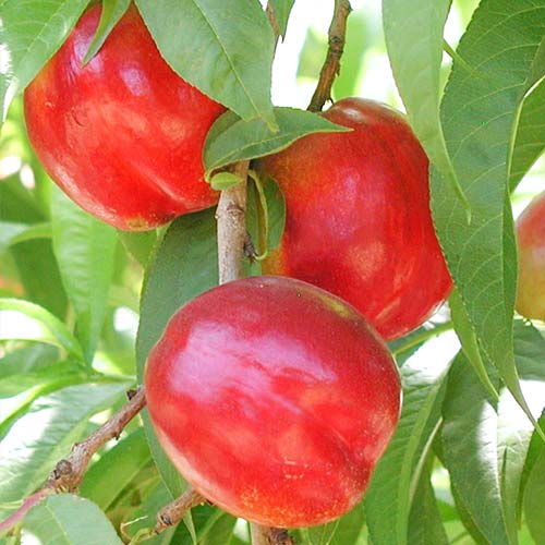 Nectarin Aeris, С2 imagine 1 articol 6935