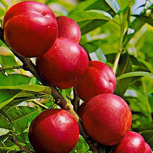 Nectarin Crystal Red imagine 1 articol 7978