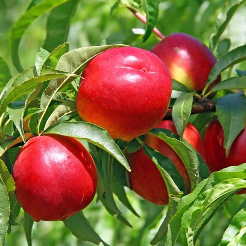 Nectarin Lerata imagine 1 articol 7985