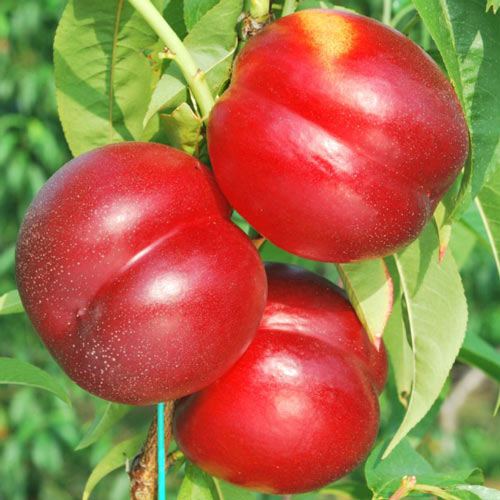 Nectarin Madego, С2 imagine 1 articol 7980