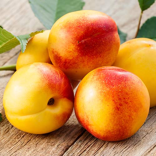 Nectarin Opal imagine 1 articol 6936