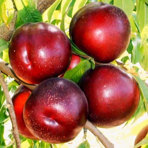 Nectarin Red Diamond imagine 1 articol 7429